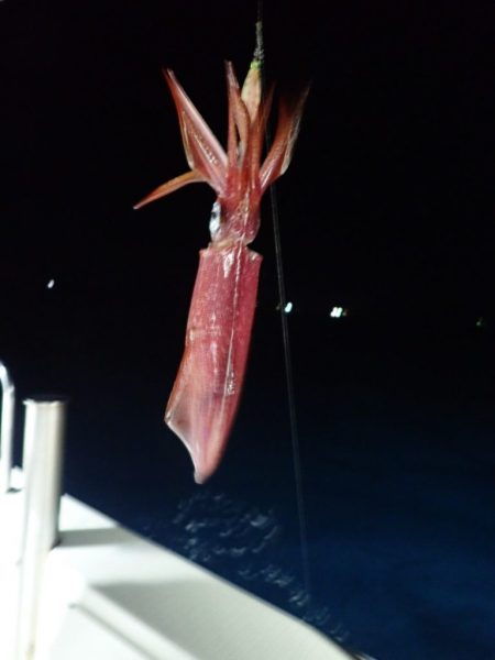 Aquanaut（アクアノート） 釣果