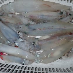 Aquanaut（アクアノート） 釣果