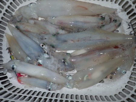 Aquanaut（アクアノート） 釣果