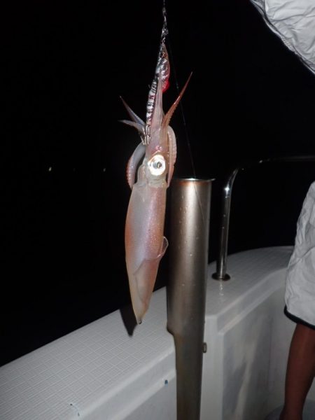 Aquanaut(アクアノート) 釣果