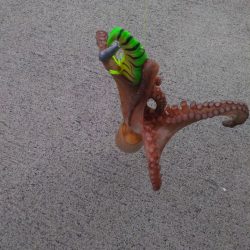 大洗港オクトパッシングレポート メガバスTACO-Leモニター投稿