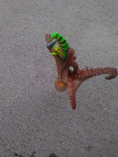 大洗港オクトパッシングレポート メガバスTACO-Leモニター投稿