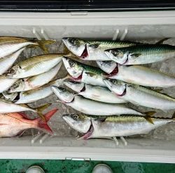 火遠理丸（ほおりまる） 釣果