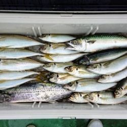 火遠理丸（ほおりまる） 釣果