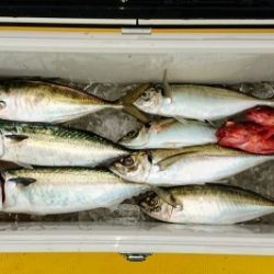 火遠理丸（ほおりまる） 釣果