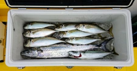 火遠理丸（ほおりまる） 釣果