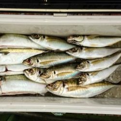 火遠理丸（ほおりまる） 釣果