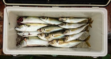 火遠理丸（ほおりまる） 釣果