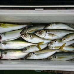 火遠理丸（ほおりまる） 釣果