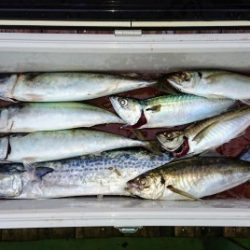 火遠理丸（ほおりまる） 釣果