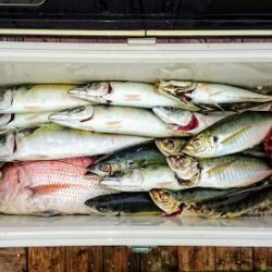 火遠理丸（ほおりまる） 釣果