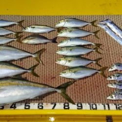 火遠理丸（ほおりまる） 釣果