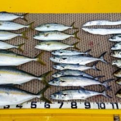 火遠理丸（ほおりまる） 釣果