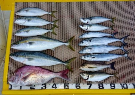 火遠理丸（ほおりまる） 釣果