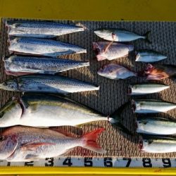 火遠理丸（ほおりまる） 釣果