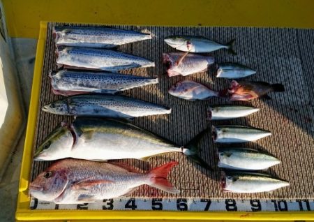 火遠理丸（ほおりまる） 釣果