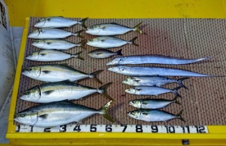 火遠理丸（ほおりまる） 釣果