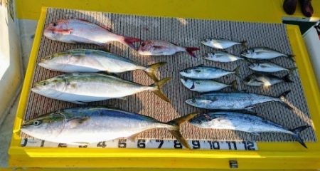 火遠理丸（ほおりまる） 釣果