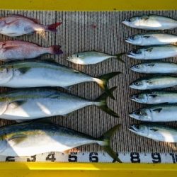 火遠理丸（ほおりまる） 釣果