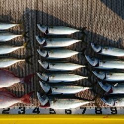 火遠理丸（ほおりまる） 釣果