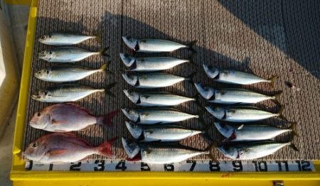 火遠理丸（ほおりまる） 釣果