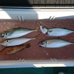 火遠理丸（ほおりまる） 釣果