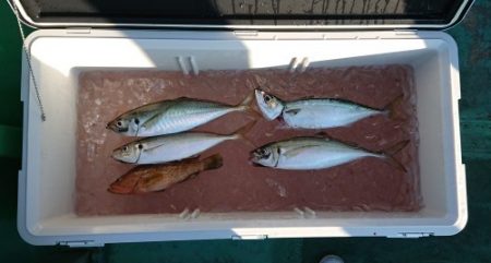 火遠理丸（ほおりまる） 釣果