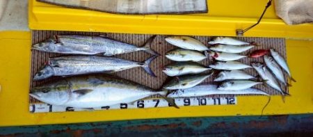 火遠理丸（ほおりまる） 釣果