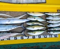 火遠理丸（ほおりまる） 釣果