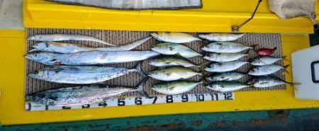 火遠理丸（ほおりまる） 釣果