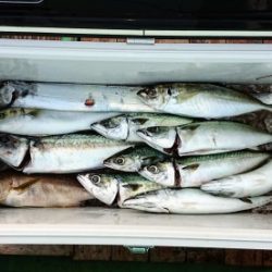 火遠理丸（ほおりまる） 釣果