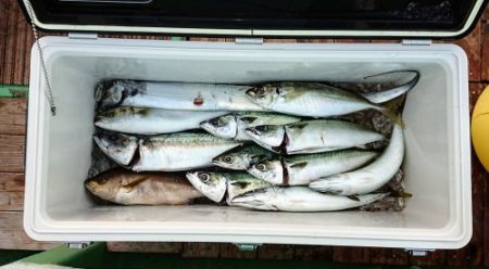 火遠理丸（ほおりまる） 釣果