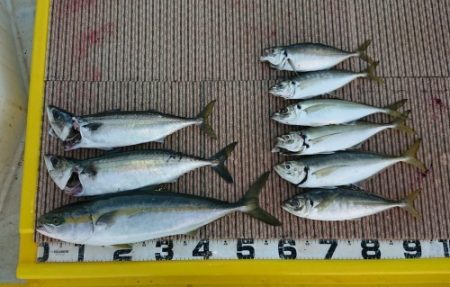 火遠理丸（ほおりまる） 釣果