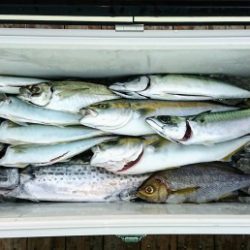 火遠理丸（ほおりまる） 釣果