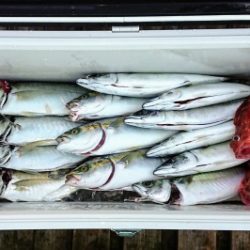 火遠理丸（ほおりまる） 釣果