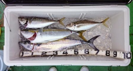 火遠理丸（ほおりまる） 釣果