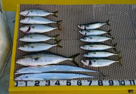 火遠理丸（ほおりまる） 釣果