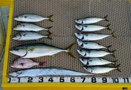 火遠理丸（ほおりまる） 釣果