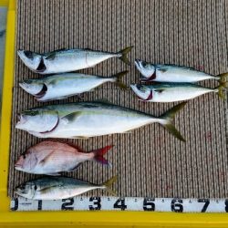 火遠理丸（ほおりまる） 釣果