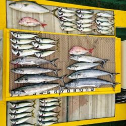 火遠理丸（ほおりまる） 釣果