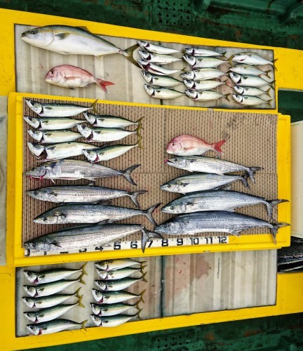 火遠理丸（ほおりまる） 釣果