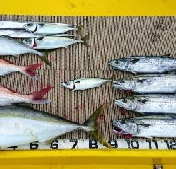 火遠理丸（ほおりまる） 釣果