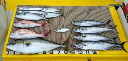 火遠理丸（ほおりまる） 釣果