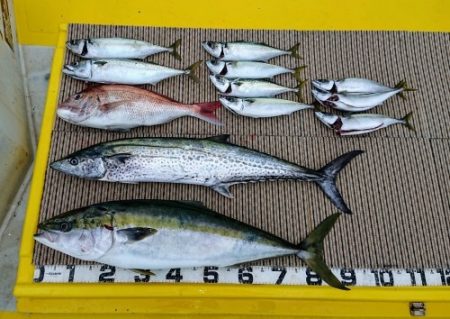 火遠理丸（ほおりまる） 釣果