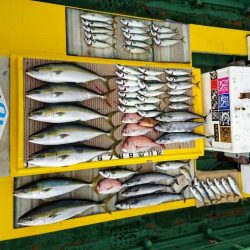 火遠理丸（ほおりまる） 釣果