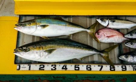 火遠理丸（ほおりまる） 釣果