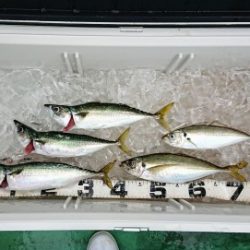 火遠理丸（ほおりまる） 釣果