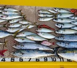 火遠理丸（ほおりまる） 釣果