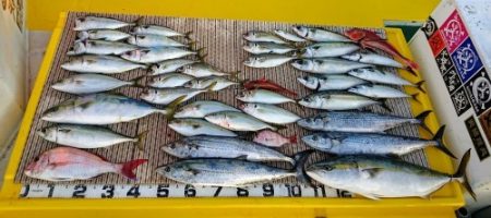 火遠理丸（ほおりまる） 釣果