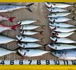 火遠理丸（ほおりまる） 釣果